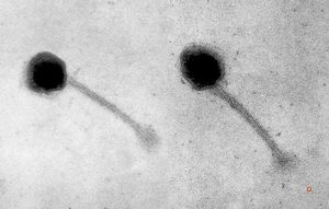staphylococcal bacteriophage